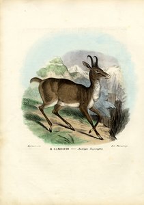 シャモア、1863-79